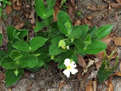 Thunbergia atriplicifolia