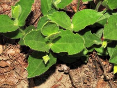 Thunbergia atriplicifolia