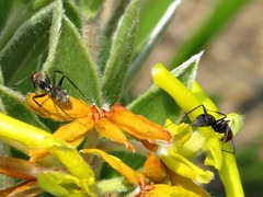Camponotus rufoglaucus