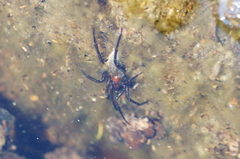 Argyroneta aquatica