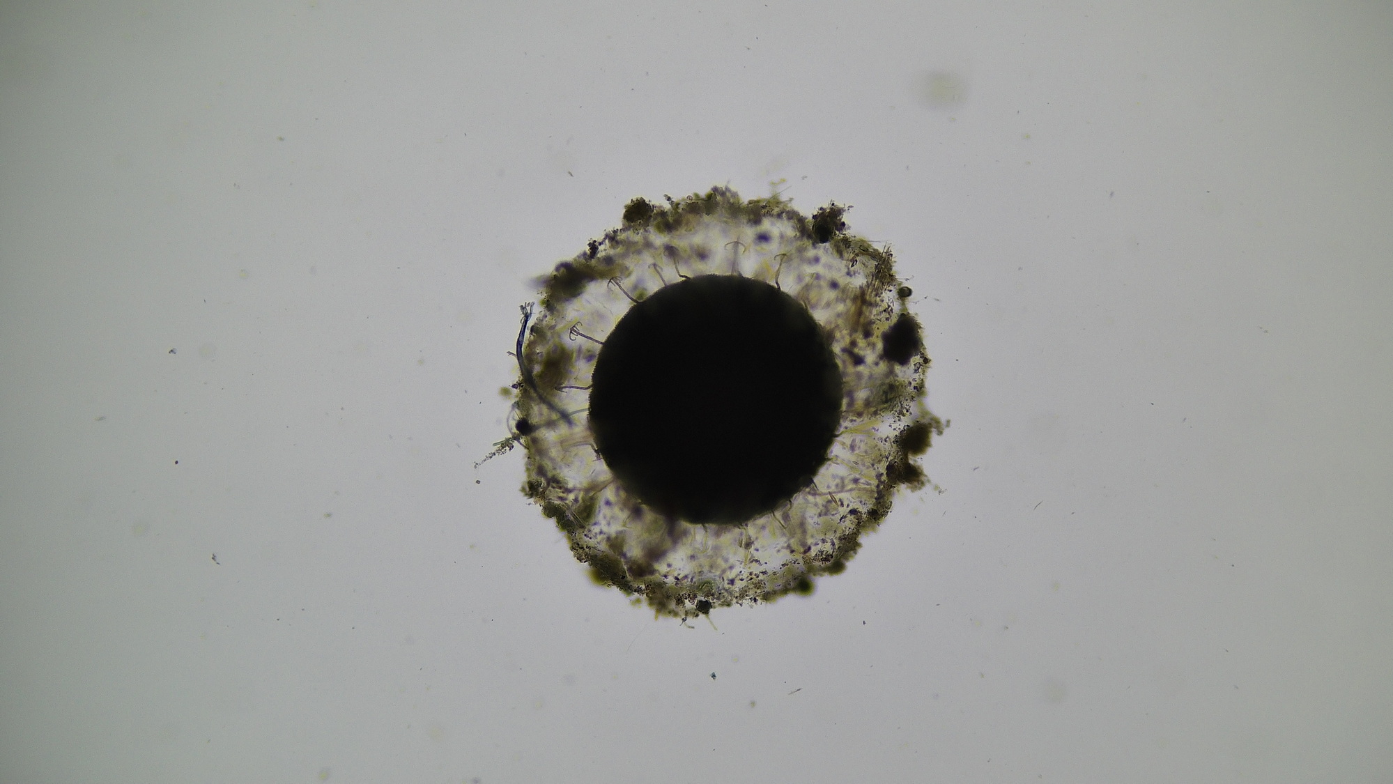 Cristatella mucedo Cuvier, 1798