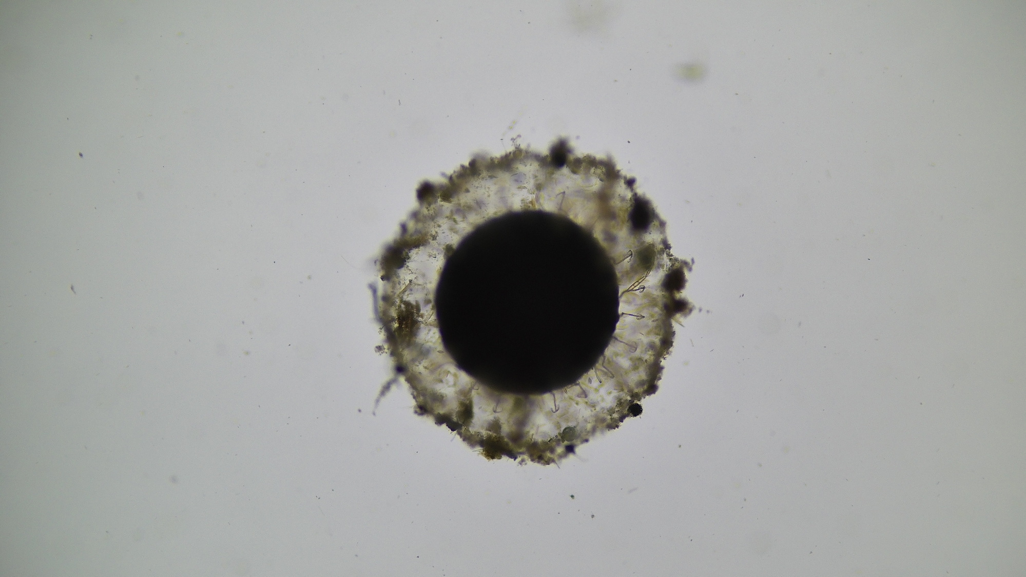 Cristatella mucedo Cuvier, 1798
