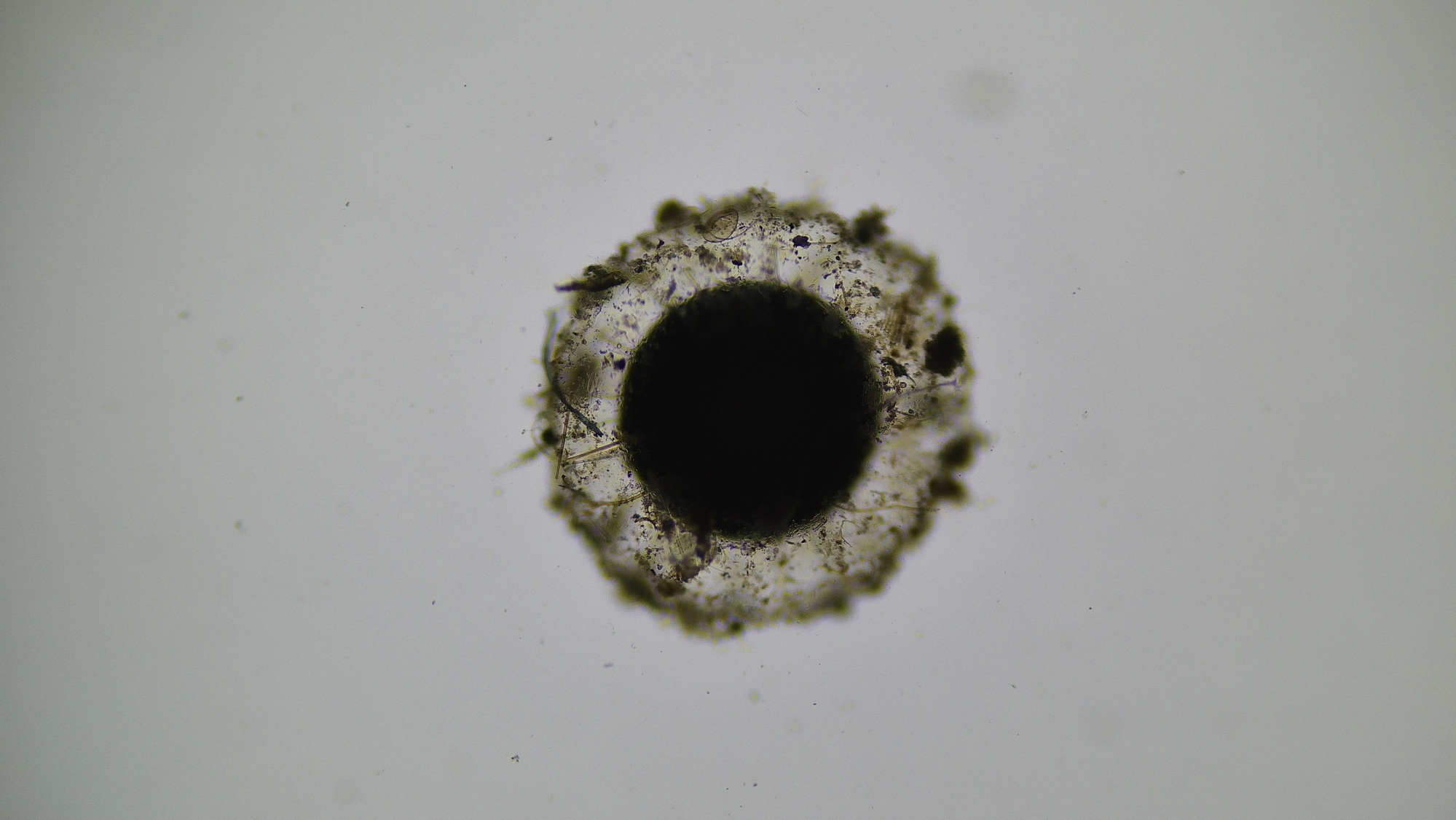 Cristatella mucedo Cuvier, 1798
