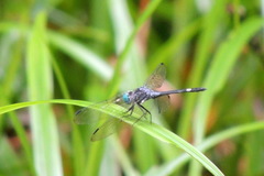 Micrathyria atra