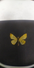 Idaea aureolaria