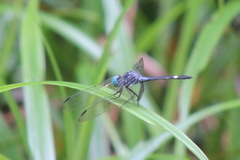 Micrathyria atra