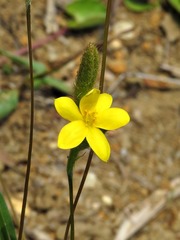 Hypoxis filiformis