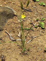 Hypoxis filiformis