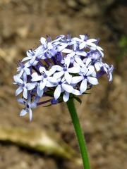 Pentanisia prunelloides prunelloides