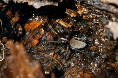 Argyroneta aquatica