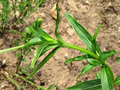 Pentanisia prunelloides prunelloides