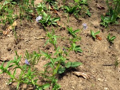 Pentanisia prunelloides prunelloides