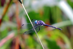 Micrathyria atra