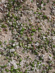 Glossostigma elatinoides