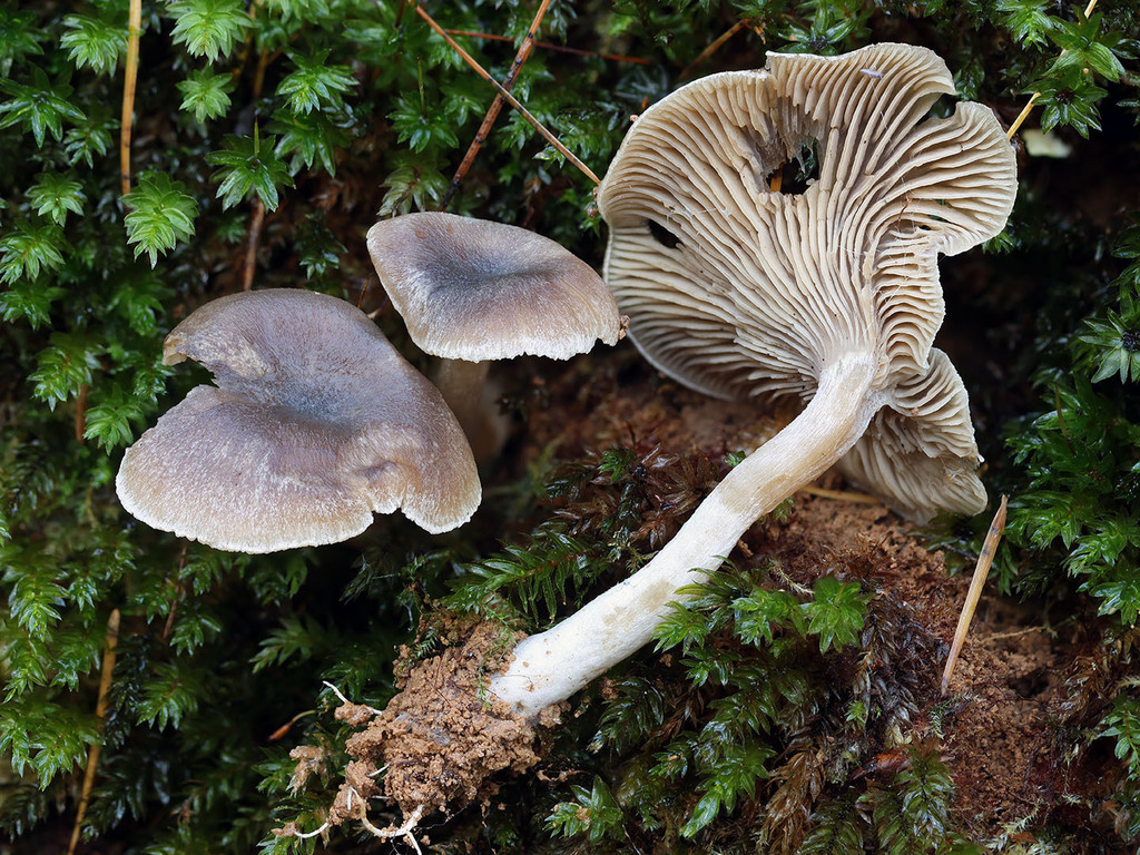 Musumecia vermicularis · November 2025 · photo: © mycobel (iNaturalist, cc-by)