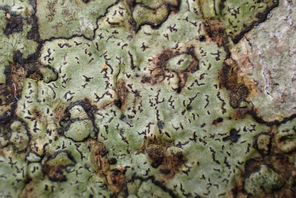 Enterographa hutchinsiae