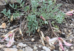 Astragalus depauperatus