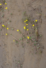 Caltha sibirica