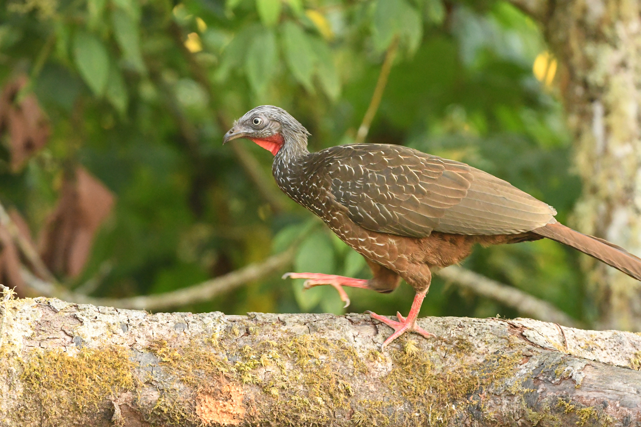 Band-tailed Guan illustration