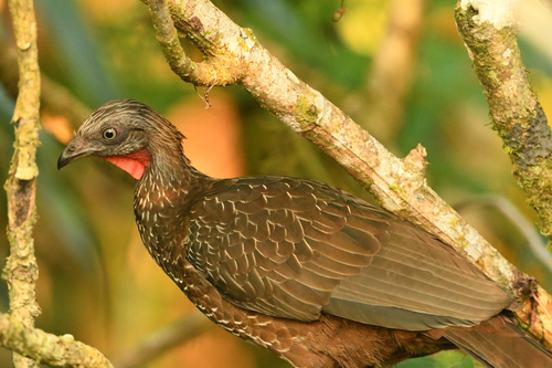 Band-tailed Guan (Penelope argyrotis), photo 5