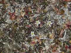 Glossostigma elatinoides