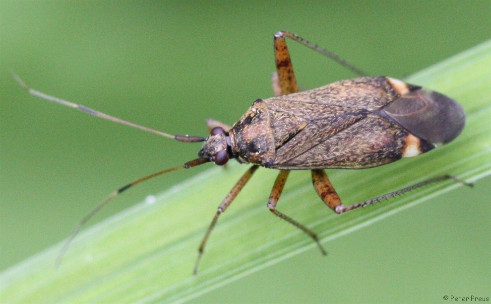 Spotted plant bug