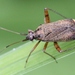 Spotted Plant Bug - Photo (c) Peter Preus, some rights reserved (CC BY), uploaded by Peter Preus