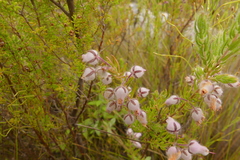 Erica oxyandra