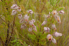 Erica oxyandra
