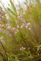 Erica oxyandra