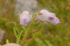 Erica oxyandra