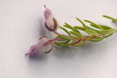 Erica oxyandra