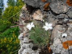 Dianthus acicularis