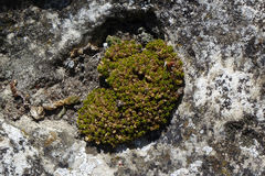 Colobanthus brevisepalus