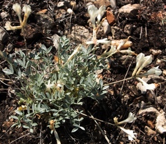 Astragalus depauperatus