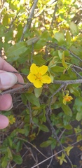 Ochnaceae