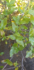 Ochnaceae