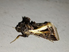 Thysanoplusia lectula