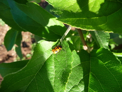 Cryptocephalus quinquepunctatus