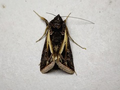 Thysanoplusia lectula