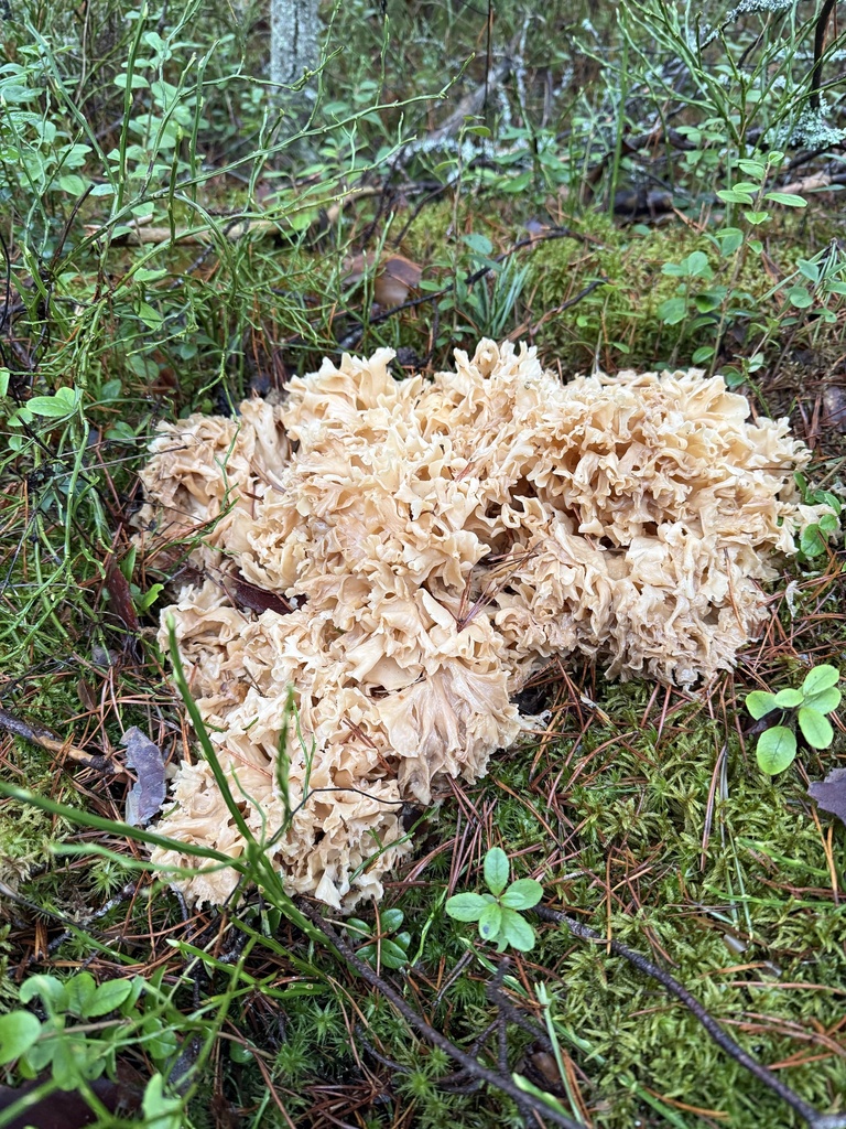 Sparassis crispa · December 2025 · photo: © marina_landshaftnoe_byuro_look (iNaturalist, cc-by)