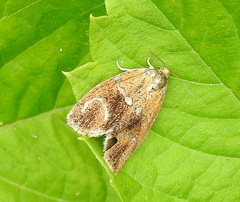Ptycholoma lecheana
