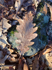 (c) Bryan Connolly, some rights reserved (CC BY) Quercus × saulii, photograph (c) Bryan Connolly, some rights reserved (CC BY)