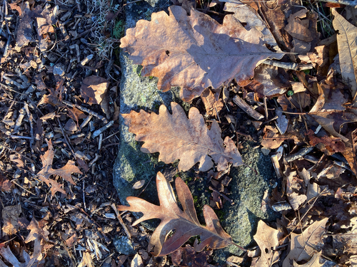 Quercus × saulii, photograph 4