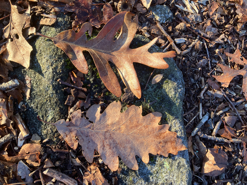 Quercus × saulii, photograph 3