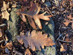 (c) Bryan Connolly, some rights reserved (CC BY) Quercus × saulii, photograph (c) Bryan Connolly, some rights reserved (CC BY)