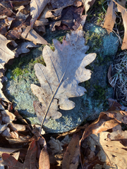 (c) Bryan Connolly, some rights reserved (CC BY) Quercus × saulii, photograph (c) Bryan Connolly, some rights reserved (CC BY)