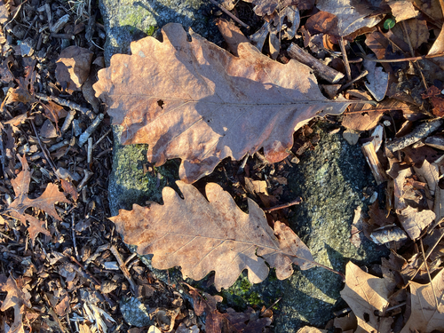 Quercus × saulii, photograph 5