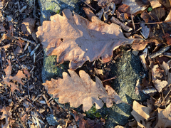 (c) Bryan Connolly, some rights reserved (CC BY) Quercus × saulii, photograph (c) Bryan Connolly, some rights reserved (CC BY)