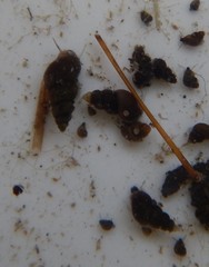 Potamopyrgus antipodarum